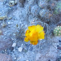 Cactus flower